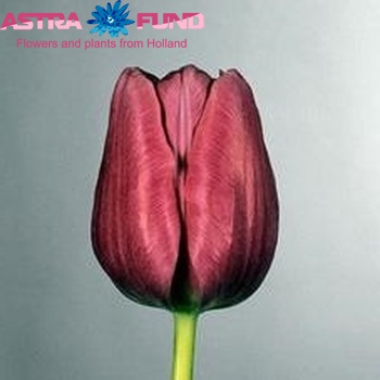 Tulipa Gander Foto