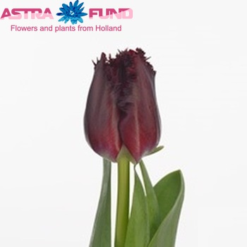 Tulipa Gefranjerde Grp 'Beyonce' Foto