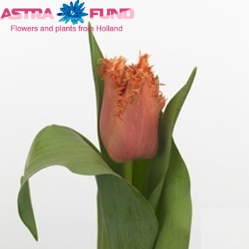 Tulipa Gefranjerde Grp 'Breakpoint' Foto