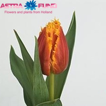 Tulipa Gefranjerde Grp 'Canary' Foto