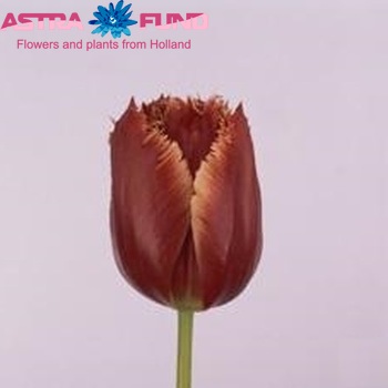 Tulipa Gefranjerde Grp 'Crispy Christmas' photo