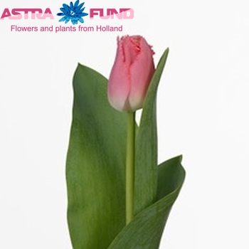 Tulipa Gefranjerde Grp 'Crispy Pinky' Foto