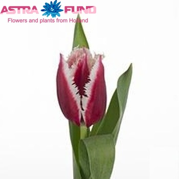 Tulipa Gefranjerde Grp 'Crispy Vivi' Foto