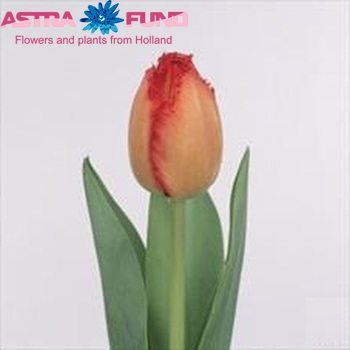 Tulipa Gefranjerde Grp 'Crystal Beauty' Foto