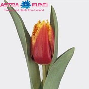 Tulipa Gefranjerde Grp 'Davenport' photo