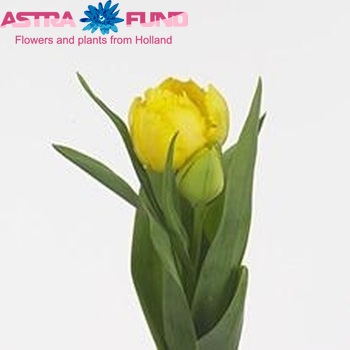 Tulipa Gefranjerde Grp 'Exotic Sun' zdjęcie