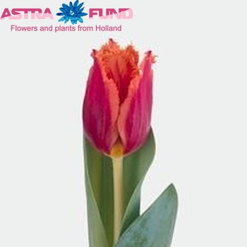 Tulipa Gefranjerde Grp 'Gusto' photo