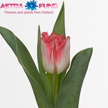 Tulipa Gefranjerde Grp 'Lingerie' foto