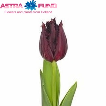 Tulipa Gefranjerde Grp 'Pacific Pearl' Foto