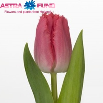 Tulipa Gefranjerde Grp 'Pink Wonder' foto