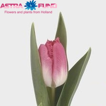 Tulipa Gefranjerde Grp 'Rosario Crispa' photo