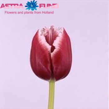 Tulipa Gefranjerde Grp 'Starfighter' Foto