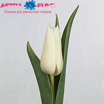 Tulipa Leliebloemige Grp 'Bright Lady' Foto