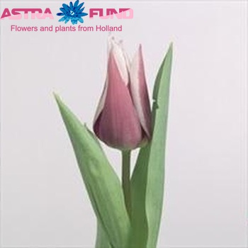 Tulipa Leliebloemige Grp 'Claudia' Foto