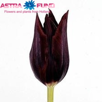 Tulipa Leliebloemige Grp 'Havran' foto