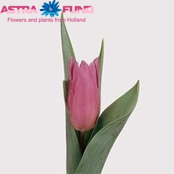 Tulipa Leliebloemige Grp 'Jazz' photo