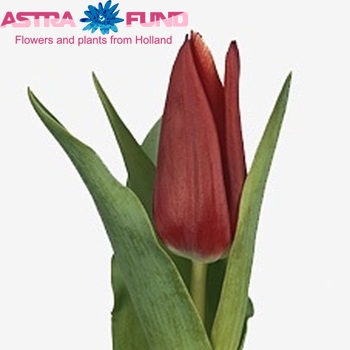 Tulipa Leliebloemige Grp 'Lilystar' photo