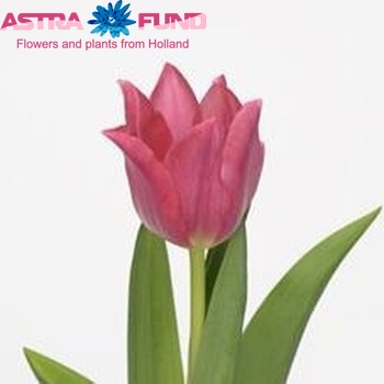 Tulipa Leliebloemige Grp 'Pretty Lady' foto