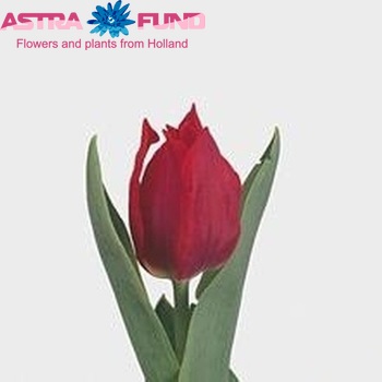 Tulipa Leliebloemige Grp 'Pretty Woman' Foto