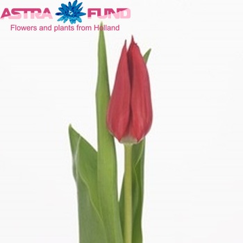 Tulipa Leliebloemige Grp 'Red Shine' Foto