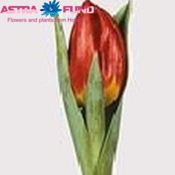 Tulipa met bol 'Brilliant Star' Foto