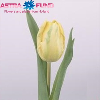 Tulipa Parkiet Grp 'Blondine' Foto