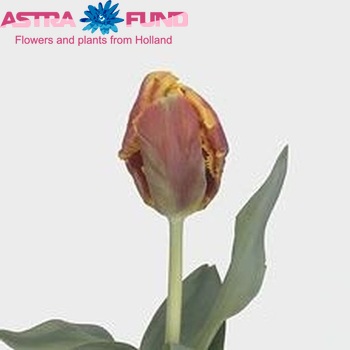 Tulipa Parkiet Grp 'Bright Parrot' Foto