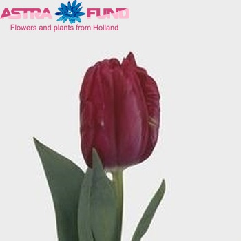 Tulipa Parkiet Grp 'Cerise Parrot' foto