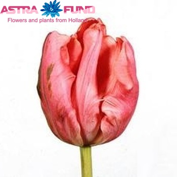 Tulipa Parkiet Grp 'Diana Ross' Foto