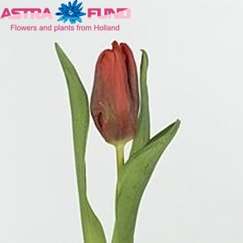 Tulipa Parkiet Grp Ego Parrot фото