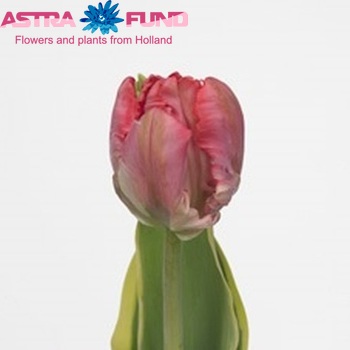 Tulipa Parkiet Grp 'Erna Design' zdjęcie