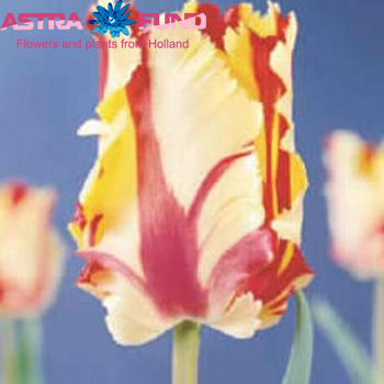 Tulipa Parkiet Grp geplukt met blad 'Flaming Parrot' Foto