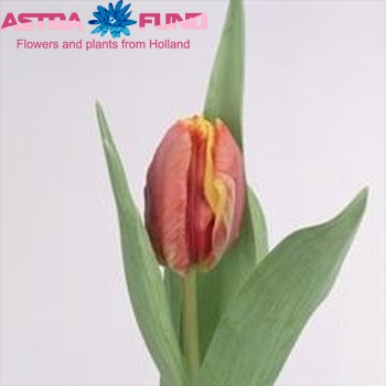 Tulipa Parkiet Grp 'Glasnost' photo