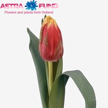 Tulipa Parkiet Grp 'Golden Destiny' foto