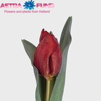 Tulipa Parkiet Grp 'Love Parrot' Foto