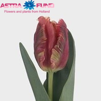 Tulipa Parkiet Grp 'Lucky Parrot' zdjęcie