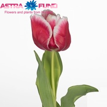 Tulipa Parkiet Grp 'Parrot Destiny Design' zdjęcie