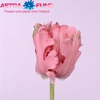 Tulipa Parkiet Grp 'Pink Panther' Foto