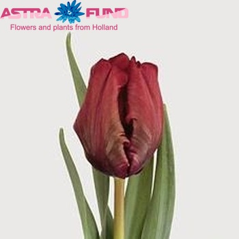 Tulipa Parkiet Grp 'Red Cap' foto