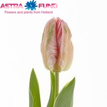 Tulipa Parkiet Grp 'Silver Parrot Design' foto