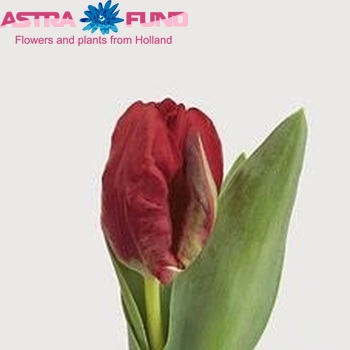 Tulipa Parkiet Grp 'Topparrot' foto