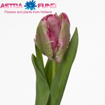 Tulipa Parkiet Grp 'Webers Parrot pink' foto