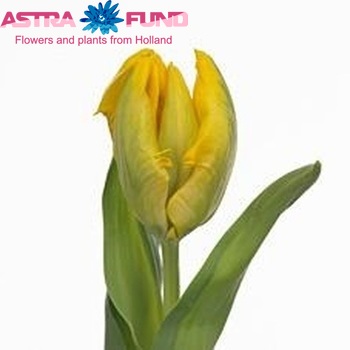 Tulipa Parkiet Grp 'Yellow Wing' фото