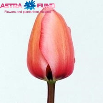 Tulipa Pink Impression Foto