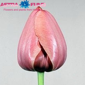 Tulipa 'Pink Impression' Foto