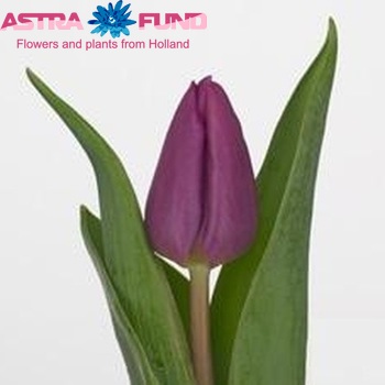 Tulipa Purple Prince фото
