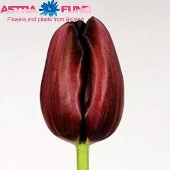 Tulipa Queen of Night photo