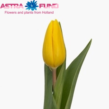 Tulipa Strong Gold photo