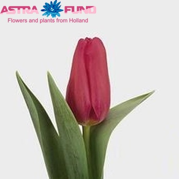 Tulipa Triumf Grp enkel 'Aagje' photo