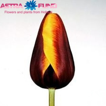 Tulipa Triumf Grp enkel 'Abu Hassan' Foto